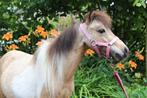 Nieuw Valk bonte merrie, Dieren en Toebehoren, Pony's, Merrie, Niet van toepassing, A pony (tot 1.17m), Gechipt