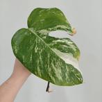 Monstera albo variegata stek, Huis en Inrichting, Kamerplanten, Overige soorten, Minder dan 100 cm, Ophalen of Verzenden, Halfschaduw