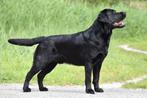 Labrador dekreu met stamboom, Dieren en Toebehoren, Reu, CDV (hondenziekte), 1 tot 2 jaar, Eén hond