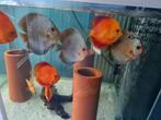 Blue Snakeskin Discus, Symphysodon Discus, Vis, Zoetwatervis