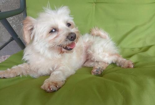 Isabel zoekt baasje, Dieren en Toebehoren, Honden | Chihuahua's en Gezelschapshonden, Teef, Particulier, Eén hond, Buitenland