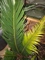 Cycas en Zaagcactus in Grote Pot, Ophalen, Halfschaduw, Minder dan 100 cm, Groene kamerplant