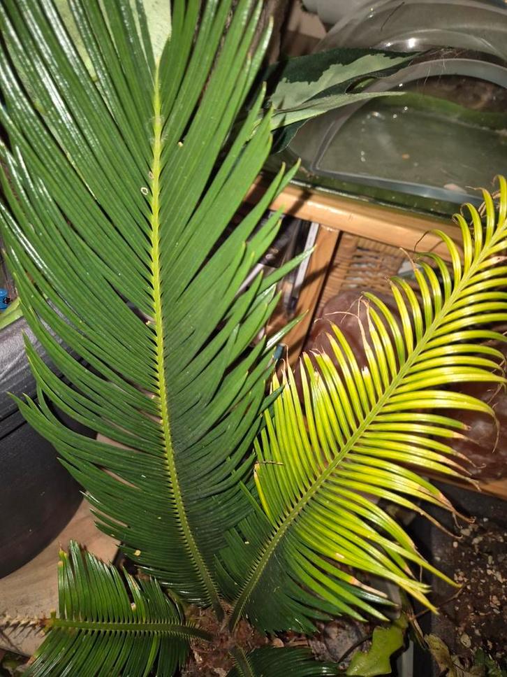 Cycas en Zaagcactus in Grote Pot, Huis en Inrichting, Kamerplanten, Cactus, Minder dan 100 cm, Groene kamerplant, Halfschaduw