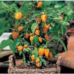 Mini paprika zaden €1., Ophalen of Verzenden, Volle zon