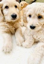 ️ ♥️ Beeldschone lieve 2/3 MEDIUM labradoodle pups, Dieren en Toebehoren, Honden | Retrievers, Spaniëls en Waterhonden, Particulier