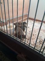 Kwartels gratis, Dieren en Toebehoren, Ophalen, Zo goed als nieuw, Speelgoed