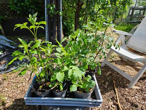 Dahlia's in pot, Tuin en Terras, Planten | Tuinplanten, Vaste plant, Overige soorten, Volle zon, Zomer, Ophalen