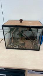 Terrarium met wandelende takken., Dieren en Toebehoren, Reptielen en Amfibieën | Toebehoren, Ophalen of Verzenden, Gebruikt