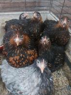 Cochin kriel hen kuikentjes, Dieren en Toebehoren, Pluimvee, Vrouwelijk, Kip
