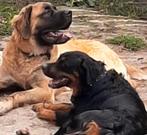 Verwacht Sint Bernard x Berner Sennen x Mastiff, Dieren en Toebehoren, Meerdere, Meerdere dieren, Nederland, Fokker | Hobbymatig