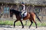 Fijne energieke merrie, B, Gechipt, 11 jaar of ouder, Recreatiepony