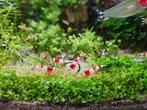Crystal Red Garnalen PRL, Dieren en Toebehoren, Kreeft, Krab of Garnaal, Zoetwatervis, Schoolvis