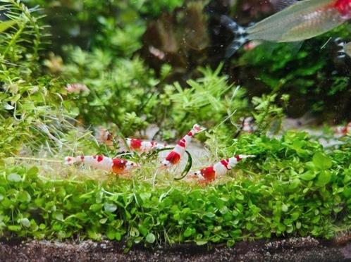 Crystal Red Garnalen PRL, Dieren en Toebehoren, Vissen | Aquariumvissen, Zoetwatervis, Kreeft, Krab of Garnaal, Schoolvis