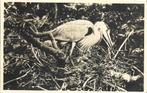 Texel-serie n 71-Blauwe Reiger met jongen-Foto J.P. Strijbos, 1940 tot 1960, Gelopen, Vogel, Ophalen of Verzenden