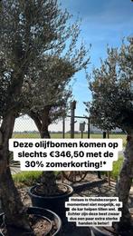 OLIJFBOMEN Stamomtrek 60/65- hoogte 3 M, Tuin en Terras, Planten | Bomen, Ophalen, Volle zon
