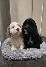 Sproodle puppies F1b doodle, Dieren en Toebehoren, 8 tot 15 weken, Meerdere, Meerdere dieren, Middel