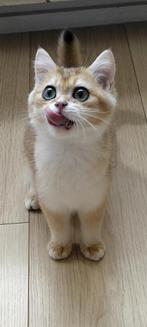 Brits/Britse korthaar kittens Black golden shaded meisje, Dieren en Toebehoren, Katten en Kittens | Raskatten | Korthaar, Poes