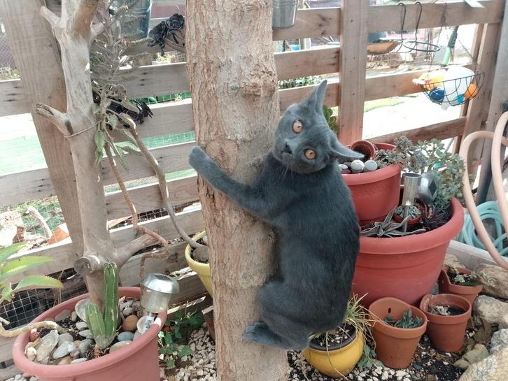 MJM Dogs Foundation: Jaime, Dieren en Toebehoren, Katten en Kittens | Overige Katten, Kortharig, Kater, 0 tot 2 jaar