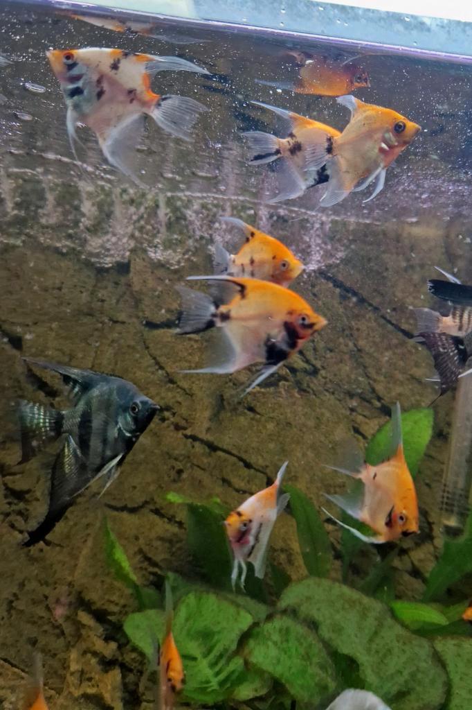 Koi / red devil jonge maanvissen €12.50 per stuk 5+1 gratis, Dieren en Toebehoren, Vissen | Aquariumvissen, Zoetwatervis, Vis