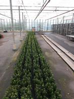 Buxus vervanger , Euonymus Green Spire . Te koop, Tuin en Terras, Ophalen, Bloeit niet, Overige soorten, Volle zon