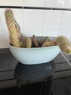 Gratis cactussen, Cactus, Minder dan 100 cm, Halfschaduw, Ophalen