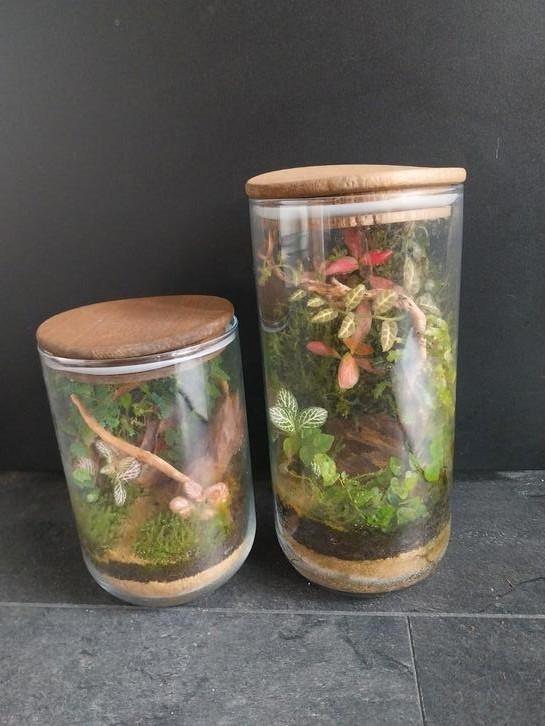 Terrarium, ecosysteem. Set, Huis en Inrichting, Kamerplanten, Minder dan 100 cm, Halfschaduw, Ophalen