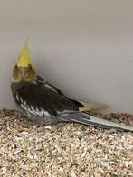 Jonge Valkparkieten | Divers aanbod | Passend advies, Dieren en Toebehoren, Meerdere dieren, Parkiet, Tam