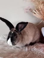 Duitse reus ram, Dieren en Toebehoren, Konijnen, Mannelijk, Groot, 0 tot 2 jaar