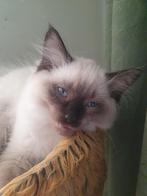 3 ragdoll katertjes, Meerdere dieren, Ontwormd