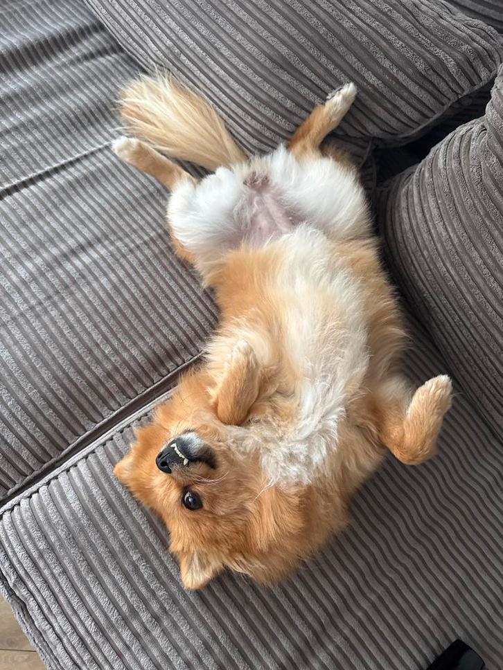 Pomeriaan, Dieren en Toebehoren, Honden | Niet-rashonden, Klein, Teef, Particulier, Eén hond, Buitenland, 15 weken tot 1 jaar