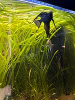 3 maanvissen, Dieren en Toebehoren, Ophalen, Zo goed als nieuw, Gevuld zoetwateraquarium