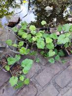 Kindje op moeders schoot - Tolmiea, Tuin en Terras, Ophalen, Bodembedekkers, Vaste plant, Halfschaduw