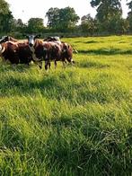 2 superluxe goed ontwikkelde bonte dekrammen., Mannelijk, Schaap, 0 tot 2 jaar