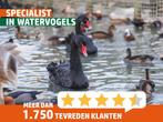 Zwarte zwanen | Koppels te koop | Losse dieren te koop, Dieren en Toebehoren, Pluimvee, Meerdere dieren, Kip