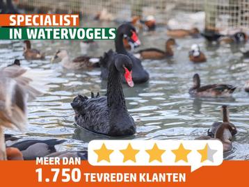 Zwarte zwanen | Koppels te koop | Losse dieren te koop beschikbaar voor biedingen