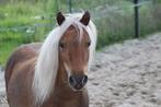 Silverbay NMPRS merrie + NMPRS / 50% AMHA hengst veulen, Dieren en Toebehoren, Meerdere dieren, Recreatiepony, Ontwormd, 0 tot 2 jaar