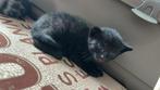 Europese korthaar kitten te koop, Dieren en Toebehoren, Katten en Kittens | Overige Katten, Geslacht onbekend, Kortharig, 0 tot 2 jaar