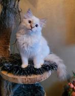 Ragdoll kitten met stamboom holistisch+natuurlijk opgegroeid, Meerdere dieren, Met stamboom, 0 tot 2 jaar