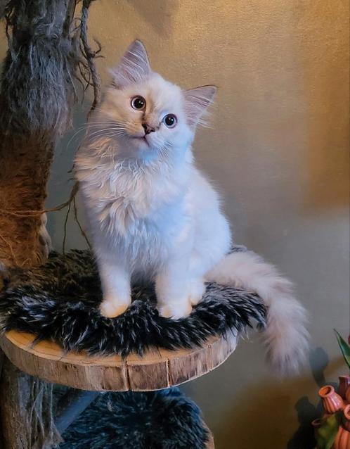 Ragdoll kitten met stamboom natuurlijk opgegroeid, Dieren en Toebehoren, Katten en Kittens | Raskatten | Langhaar, Meerdere dieren