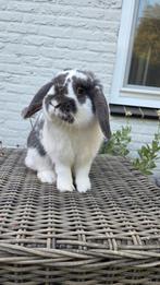 Ram Blauwbont Nederlands Hangoordwerg (NHD), Dieren en Toebehoren, Konijnen, Mannelijk, Dwerg, Hangoor, 0 tot 2 jaar