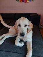 Dibbes zoekt een nieuw huisje, Golden retriever, 15 weken tot 1 jaar, Reu, CDV (hondenziekte)