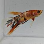 Betta splendens man 52, Dieren en Toebehoren, Vis