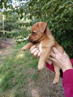 Prachtige laagbenige jack russel pups gladhaar/ broken coat, Jack Russell Terriër, 8 tot 15 weken, Meerdere, Meerdere dieren