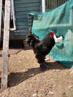 Zwarte brahma haan, Dieren en Toebehoren, Pluimvee, Mannelijk, Kip