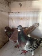 Mooi koppel Duiven, Dieren en Toebehoren, Meerdere dieren, Postduif