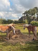 Haflinger hengst S lijn, Dieren en Toebehoren, Minder dan 160 cm, Gechipt, 0 tot 2 jaar, Hengst