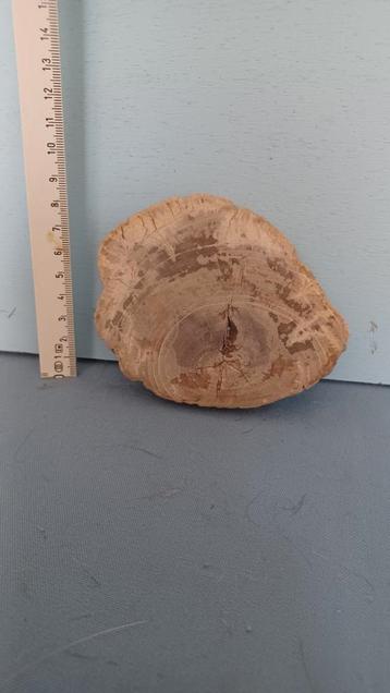 versteend hout  beschikbaar voor biedingen