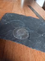 Amoniet  Fossielafdruk in Steen - 18x18cm, Verzamelen, Ophalen of Verzenden, Fossiel