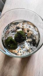 2 Marimo mosballen op water! Zeldzaam!, Ophalen, Overige soorten, Minder dan 100 cm