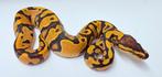 HI Orange Dream Yellow Belly 100% Het Clown ball python, Dieren en Toebehoren, Reptielen en Amfibieën, Slang, Tam, 0 tot 2 jaar